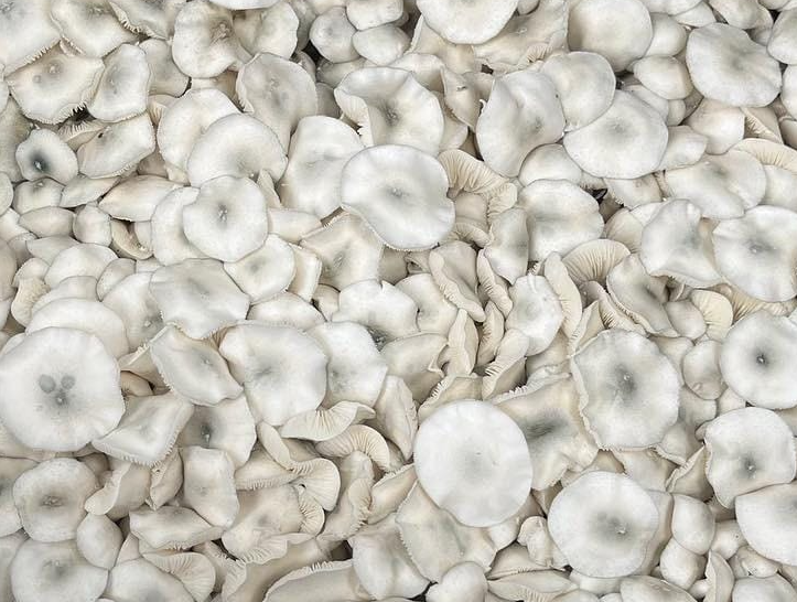 Albino Tex PE6