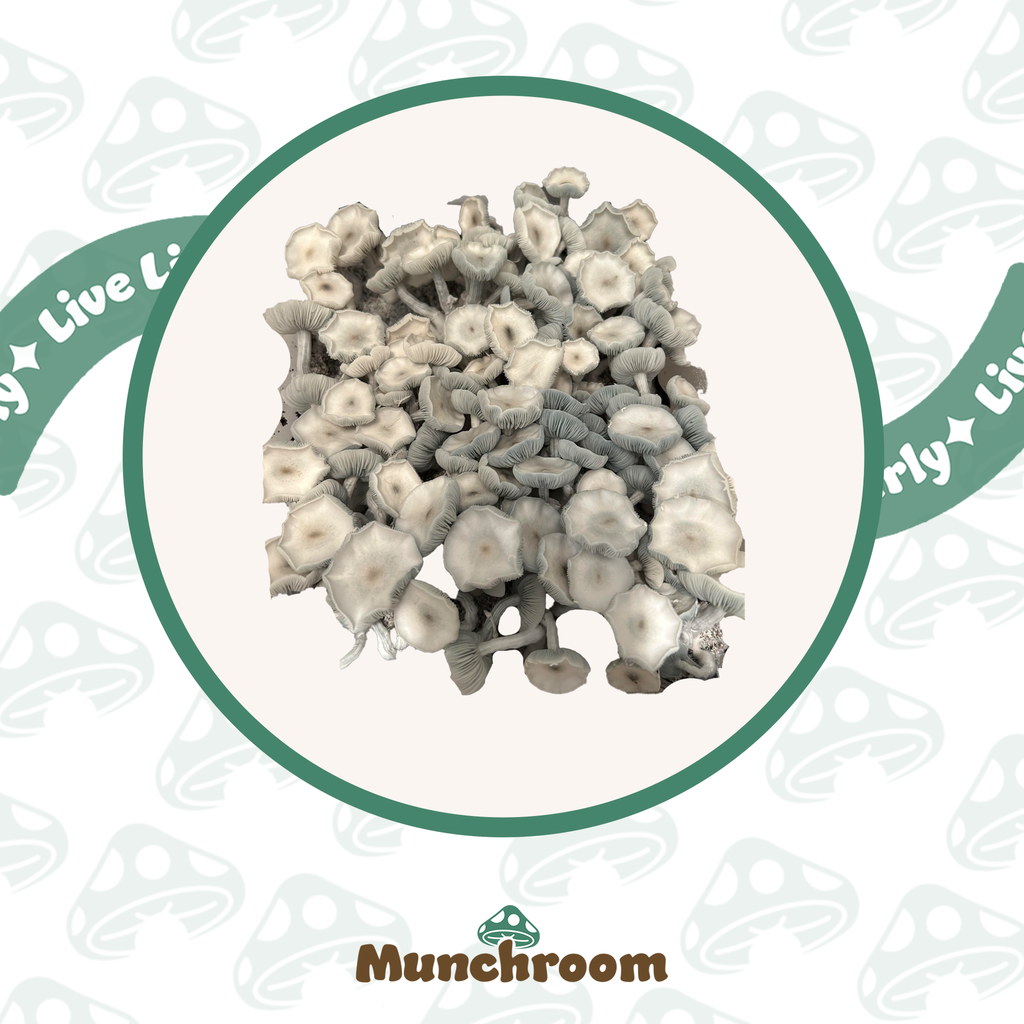 Albino Tex PE6 (ATP6) (3.5G)