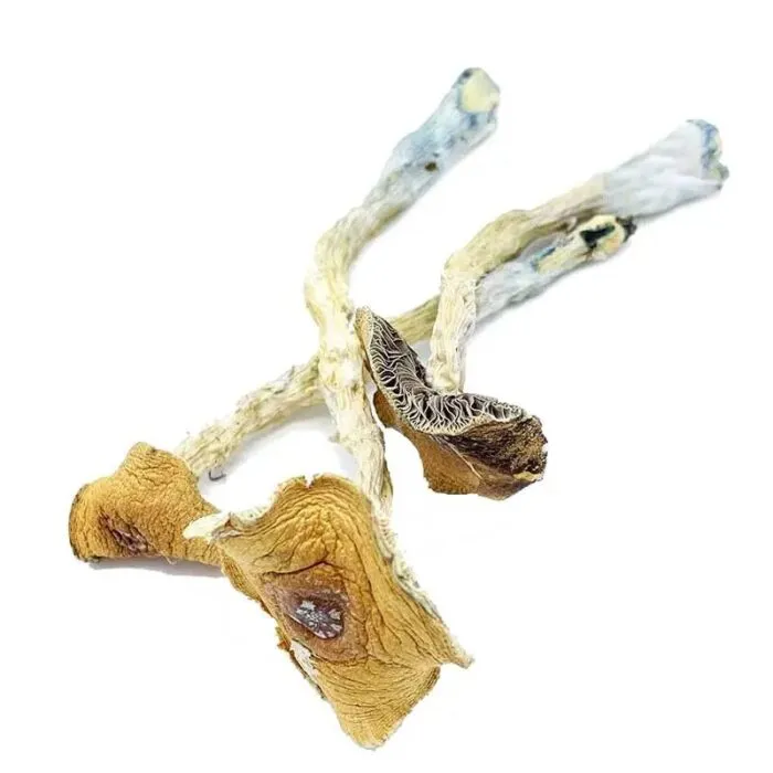 Golden Teacher