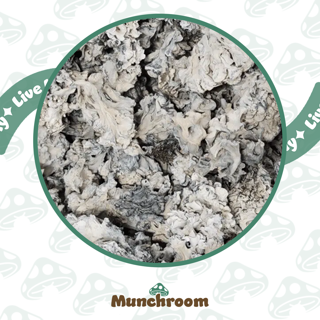 Enigma (ENIG) (3.5G)